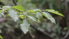 Carpinus orientalis