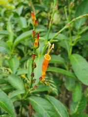Sanchezia tigrina image