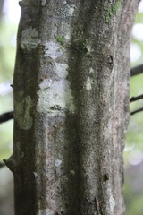 Carpinus orientalis