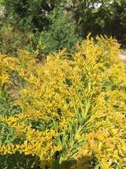 Solidago canadensis