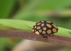 Steganocerus multipunctatus