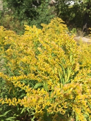 Solidago canadensis