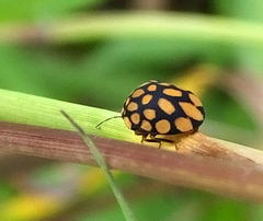 Steganocerus multipunctatus