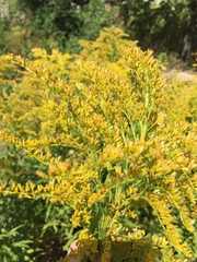 Solidago canadensis