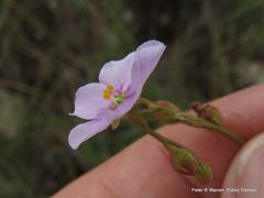 Drosera natalensis