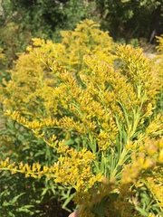Solidago canadensis