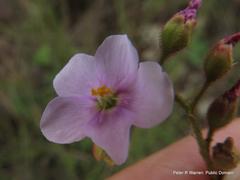 Drosera natalensis