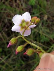 Drosera natalensis