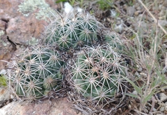 Coryphantha cornifera