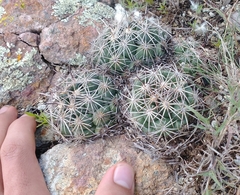 Coryphantha cornifera