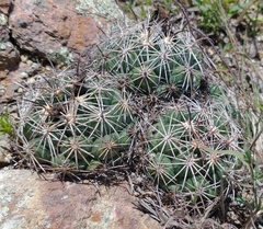 Coryphantha cornifera