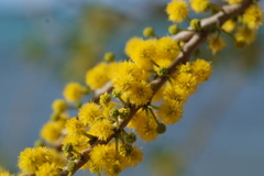 Acacia simplex