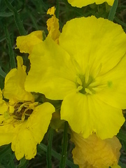 Oenothera berlandieri pinifolia
