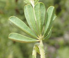 Indigofera flabellata