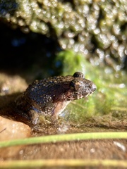 Fejervarya kawamurai