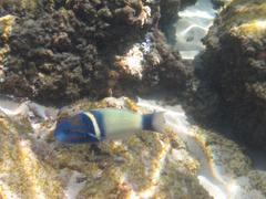 Thalassoma hebraicum