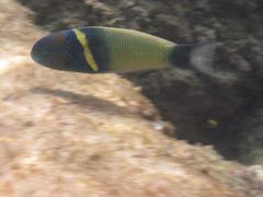 Thalassoma hebraicum