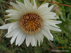 Berkheya leucaugeta