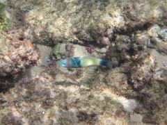 Thalassoma hebraicum