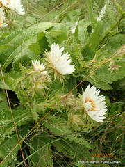Berkheya leucaugeta