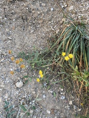 Bupleurum bicaule