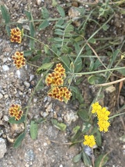 Bupleurum bicaule