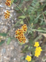 Bupleurum bicaule