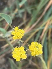 Bupleurum bicaule