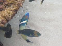 Thalassoma hebraicum