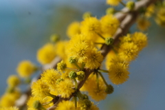 Acacia simplex