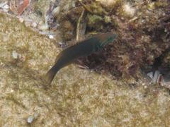 Thalassoma hebraicum