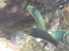 Thalassoma hebraicum