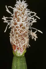 Eleocharis elegans