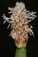 Eleocharis elegans