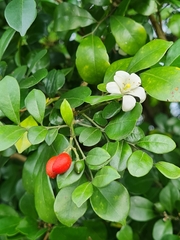 Murraya paniculata image