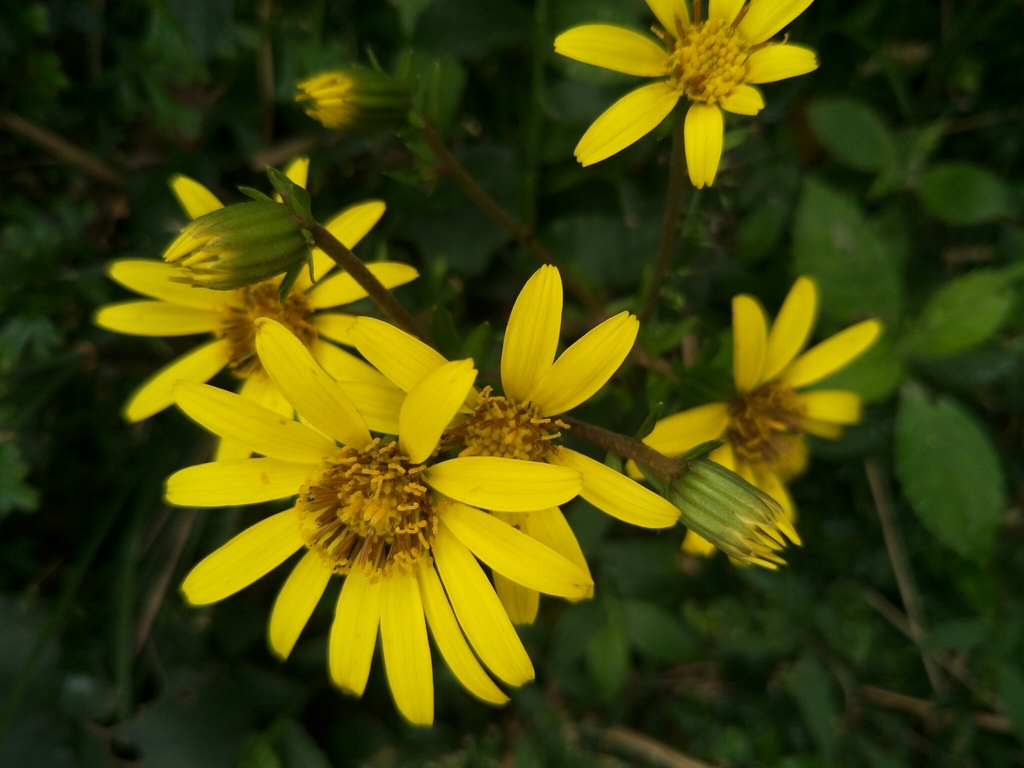 Farfugium