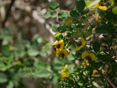 Goodia medicaginea