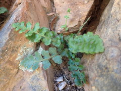Asplenium subglandulosum