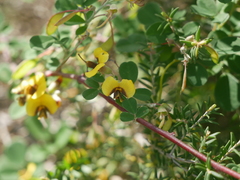 Goodia medicaginea