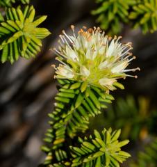 Campylostachys cernua