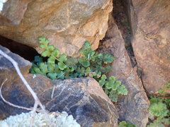 Asplenium subglandulosum