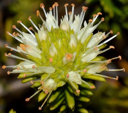 Campylostachys cernua (L.fil.) Kunth