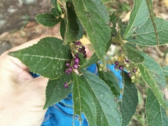 Callicarpa tikusikensis
