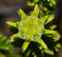 Campylostachys cernua