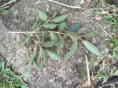 Callicarpa tikusikensis