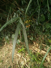 Ardisia crispa