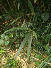 Ardisia crispa