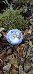 Lactarius indigo indigo