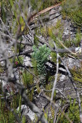 Xiphotheca fruticosa