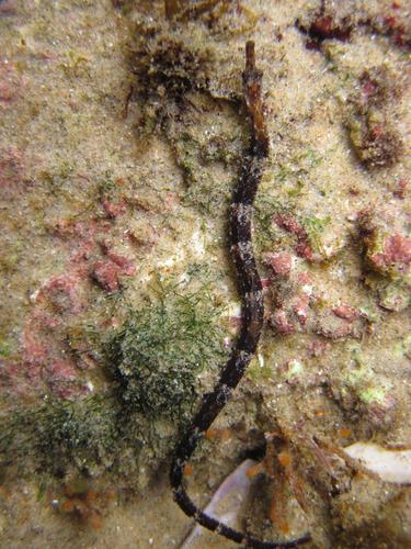 Trachyrhamphus bicoarctatus